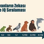 HayvanlarınZekası IQ Seviyeleri