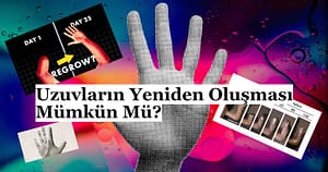 Rejenerasyon kaybedilen uzuvların yeniden çıkması